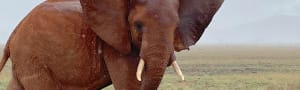 Sand Dams: a lifeline for Tsavo’s endangered elephants