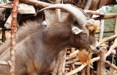 Swiss Toggenburg goat