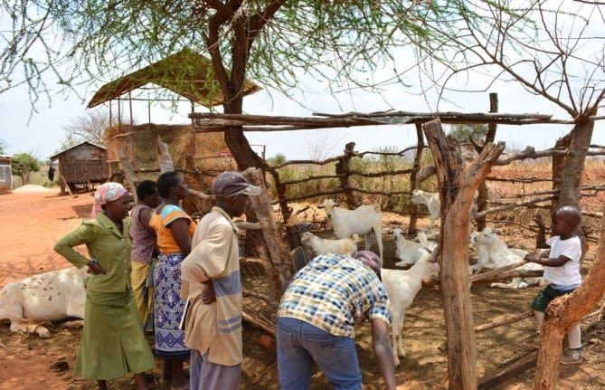 Kwa Munyaka livestock