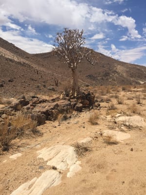 Dead tree in Namibian drylands