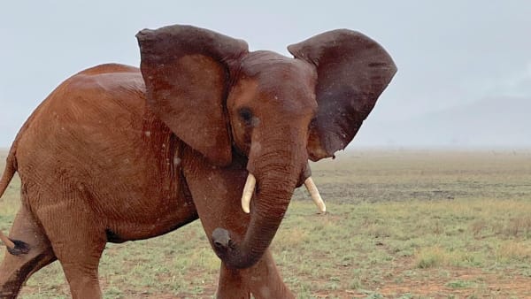 Sand Dams: a lifeline for Tsavo’s endangered elephants