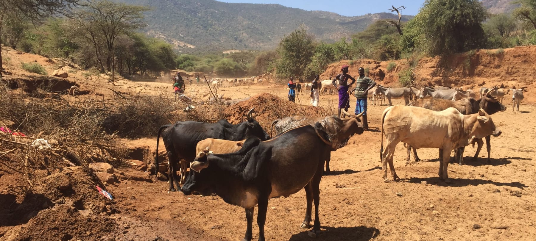 Extraordinary impact from sand dams in Northern Kenya