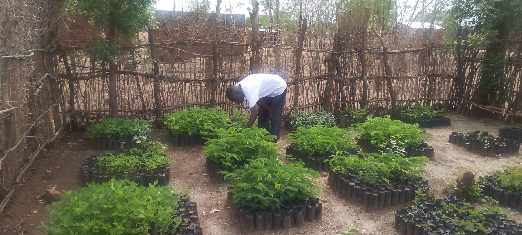 Trees for natural resource regeneration in Malawi