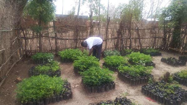 Trees for natural resource regeneration in Malawi